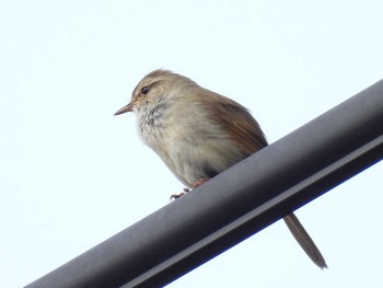 Japanese Bush Warbler 地元 Thu, 4/1/2021