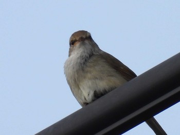 Japanese Bush Warbler 地元 Thu, 4/1/2021