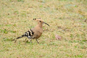 ヤツガシラ 馬見丘陵公園 2021年3月26日(金)