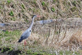 2021年4月1日(木) 雁の池(石川県珠洲市)の野鳥観察記録