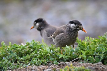 White-cheeked Starling 栃木県 Thu, 3/4/2021