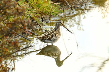 Common Snipe 岐阜県海津市 Mon, 2/13/2017