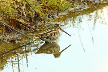 Common Snipe 岐阜県海津市 Mon, 2/13/2017