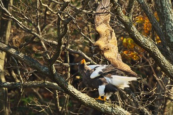 Steller's Sea Eagle Unknown Spots Sun, 12/11/2016