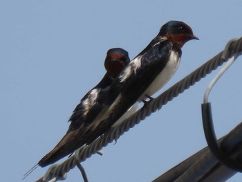 2021年4月1日(木) 山崎川中流域の野鳥観察記録