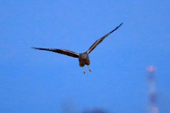 Eastern Marsh Harrier Watarase Yusuichi (Wetland) Sat, 1/28/2017