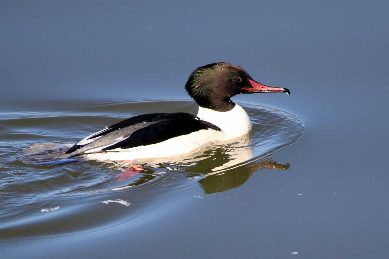 Photo of Common Merganser at Watarase Yusuichi (Wetland) by とみやん