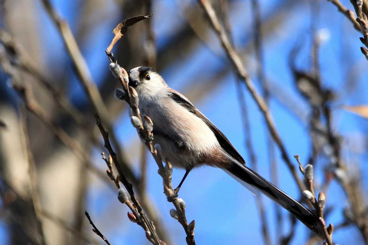 Photo of Long-tailed Tit at Watarase Yusuichi (Wetland) by とみやん