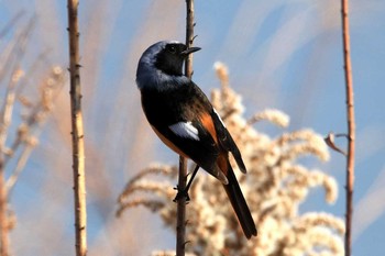 Daurian Redstart Watarase Yusuichi (Wetland) Sat, 1/28/2017