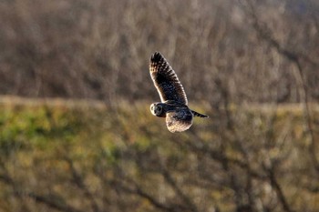 Short-eared Owl Watarase Yusuichi (Wetland) Sat, 1/28/2017