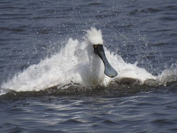 2021年4月1日(木) 葛西臨海公園の野鳥観察記録