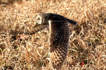 Short-eared Owl Watarase Yusuichi (Wetland) Sat, 1/28/2017