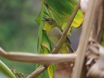 Warbling White-eye Hahajima Island Fri, 3/5/2021