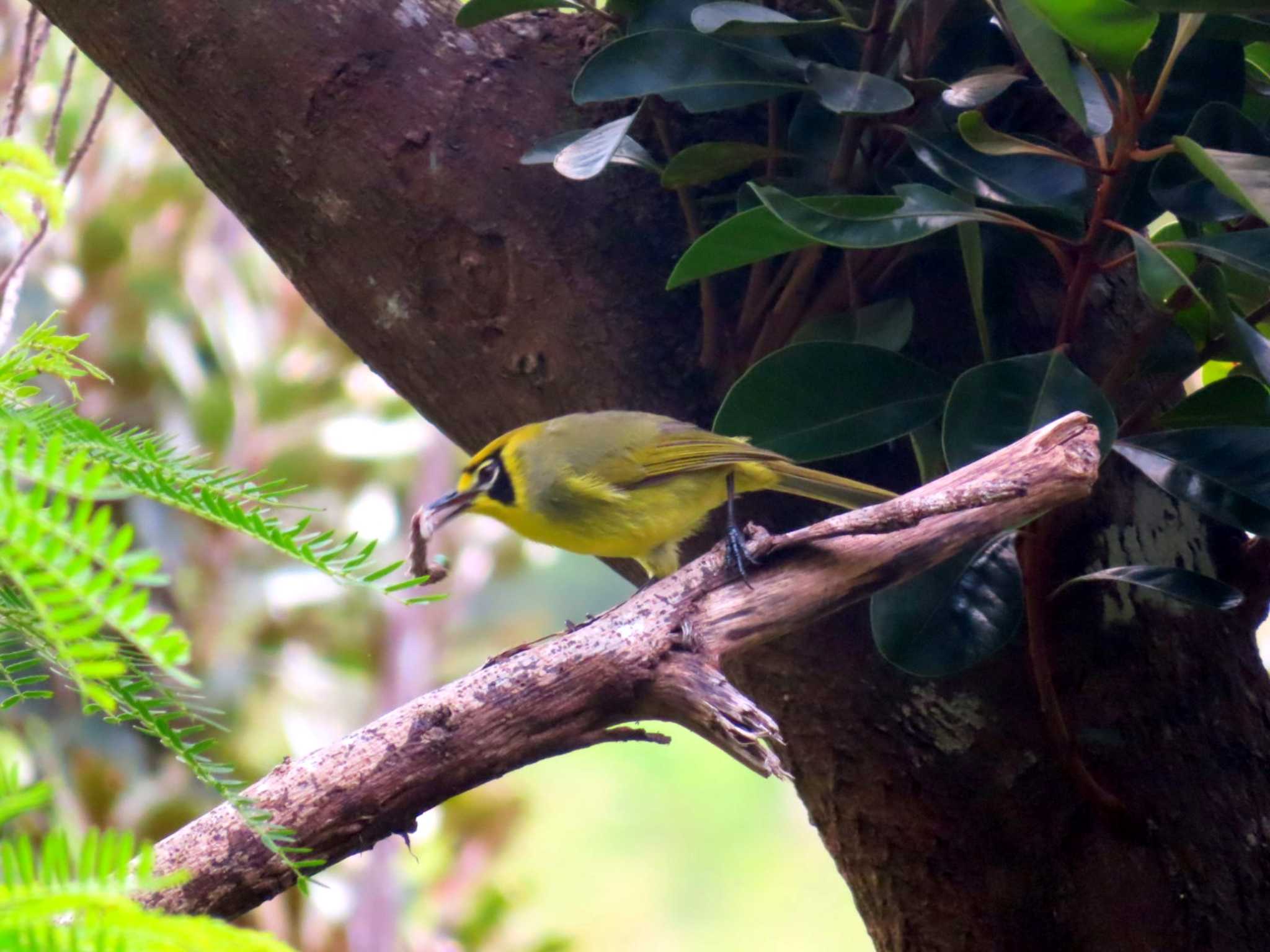 Photo of Bonin White-eye at Hahajima Island by アカウント6962