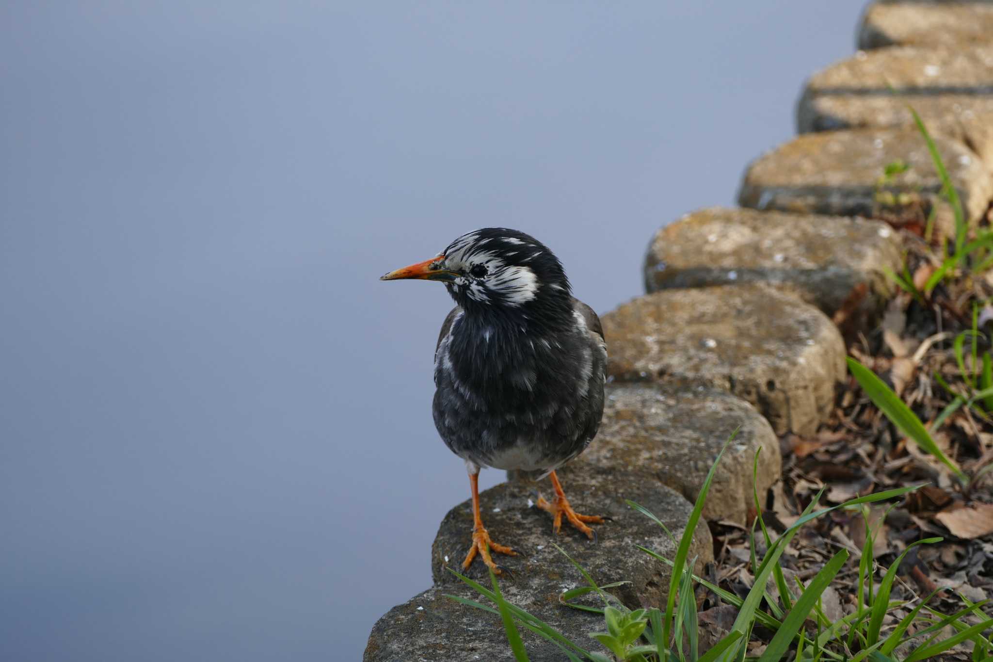 White-cheeked Starling