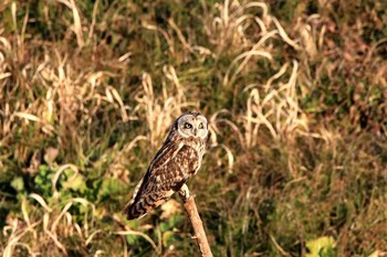 Short-eared Owl Watarase Yusuichi (Wetland) Sat, 1/28/2017