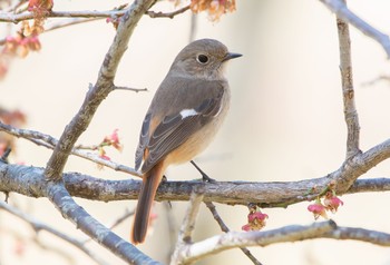 Daurian Redstart 秩父ミューズパーク Wed, 3/24/2021