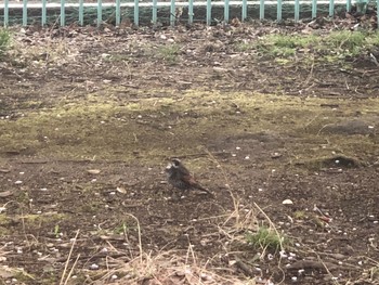 2021年4月1日(木) さいわい緑道(川崎市)の野鳥観察記録