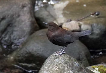 カワガラス 場所が不明 2021年3月29日(月)