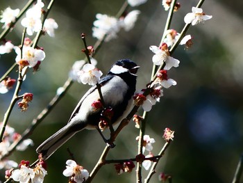 シジュウカラ 北本自然観察公園 2021年3月14日(日)