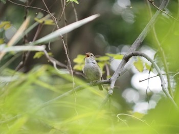 Japanese Bush Warbler 藤沢市 Unknown Date