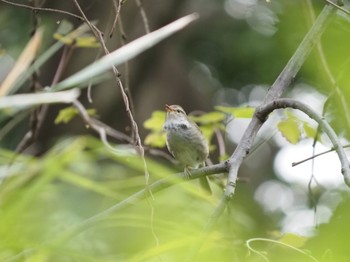 Japanese Bush Warbler 藤沢市 Unknown Date