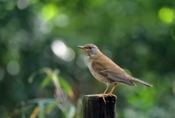 シロハラ 座間谷戸山公園 2021年3月29日(月)