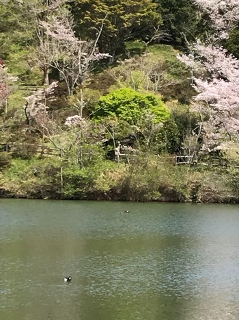 キンクロハジロ ひき岩群国民休養地 2021年4月1日(木)