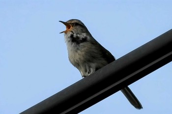 2021年4月1日(木) 地元の野鳥観察記録