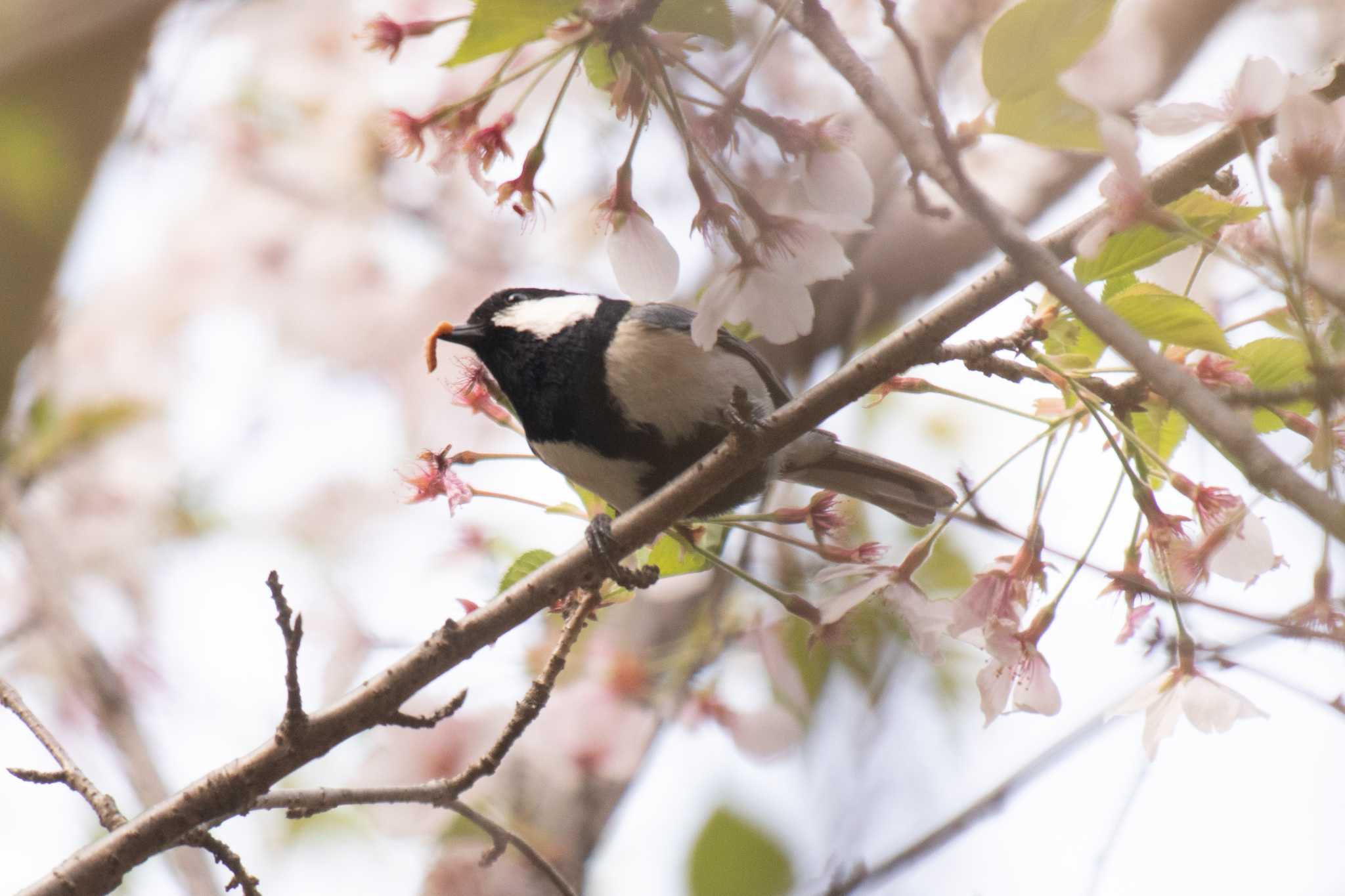 シジュウカラ