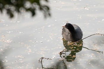 2021年4月1日(木) 三ツ池公園(横浜市鶴見区)の野鳥観察記録