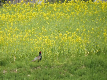 Thu, 4/1/2021 Birding report at 木更津市