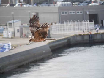 トビ 久里浜港(神奈川県横須賀市) 2021年4月1日(木)