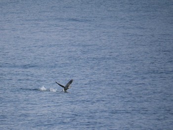 ウミウ 久里浜港(神奈川県横須賀市) 2021年4月1日(木)