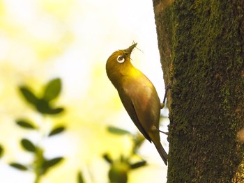 2021年4月1日(木) 大阪鶴見緑地の野鳥観察記録