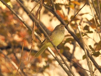 Japanese Bush Warbler Osaka Tsurumi Ryokuchi Thu, 4/1/2021