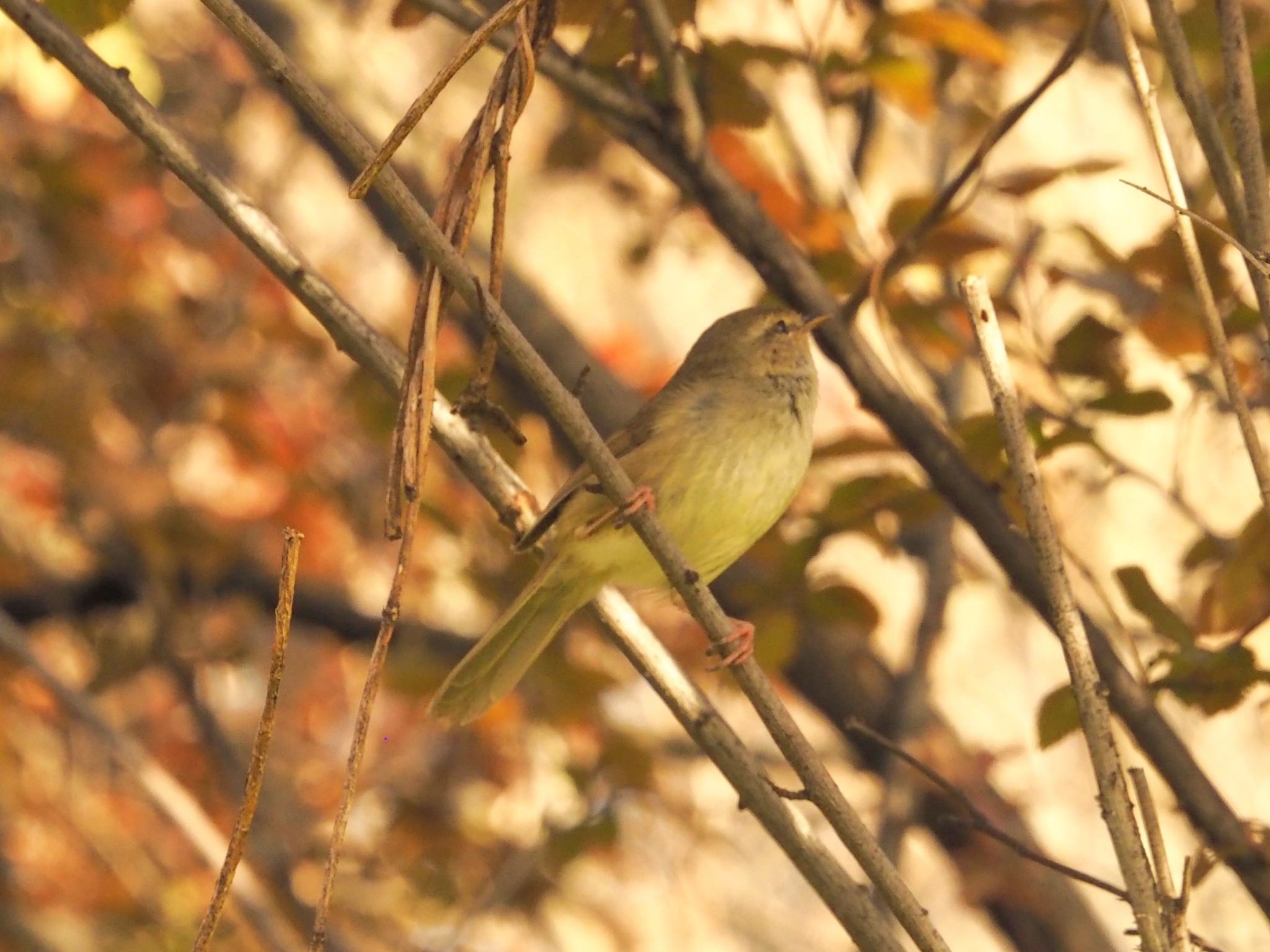 大阪鶴見緑地 ウグイスの写真 by zebrafinch11221