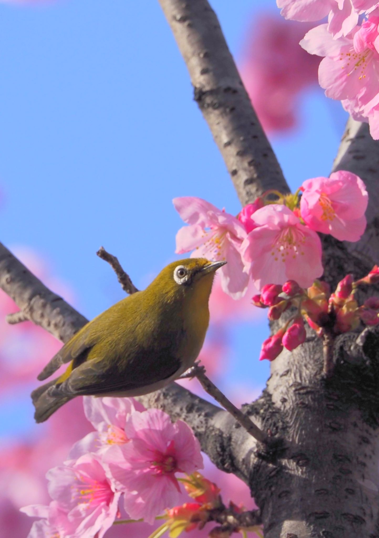 Photo of Warbling White-eye at Osaka Tsurumi Ryokuchi by zebrafinch11221