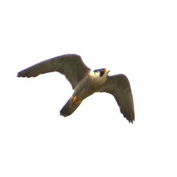 Peregrine Falcon 神奈川県 Thu, 4/1/2021