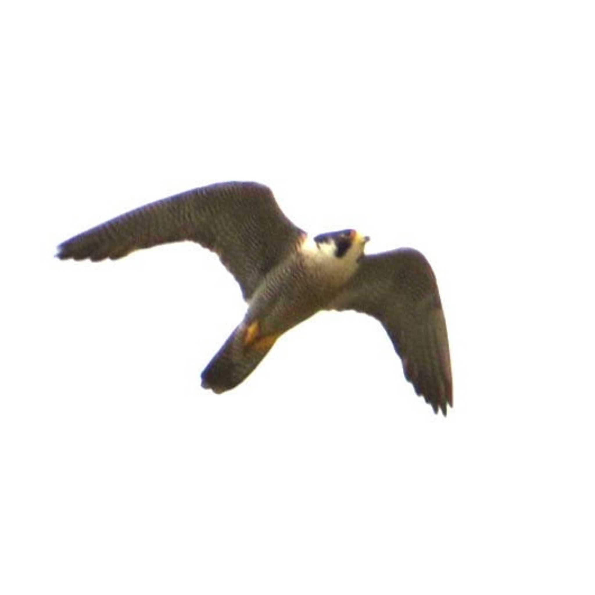 Photo of Peregrine Falcon at 神奈川県 by もー