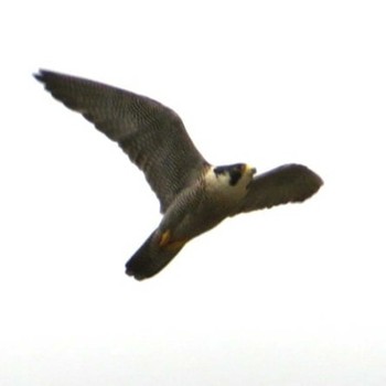 Peregrine Falcon 神奈川県 Thu, 4/1/2021