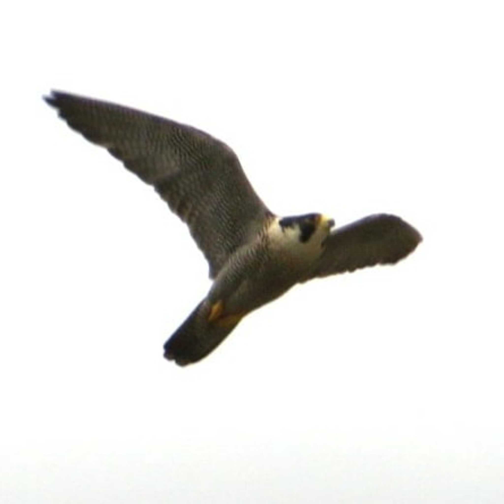 Photo of Peregrine Falcon at 神奈川県 by もー