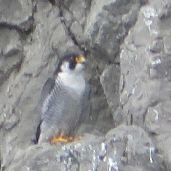Peregrine Falcon 神奈川県 Thu, 4/1/2021