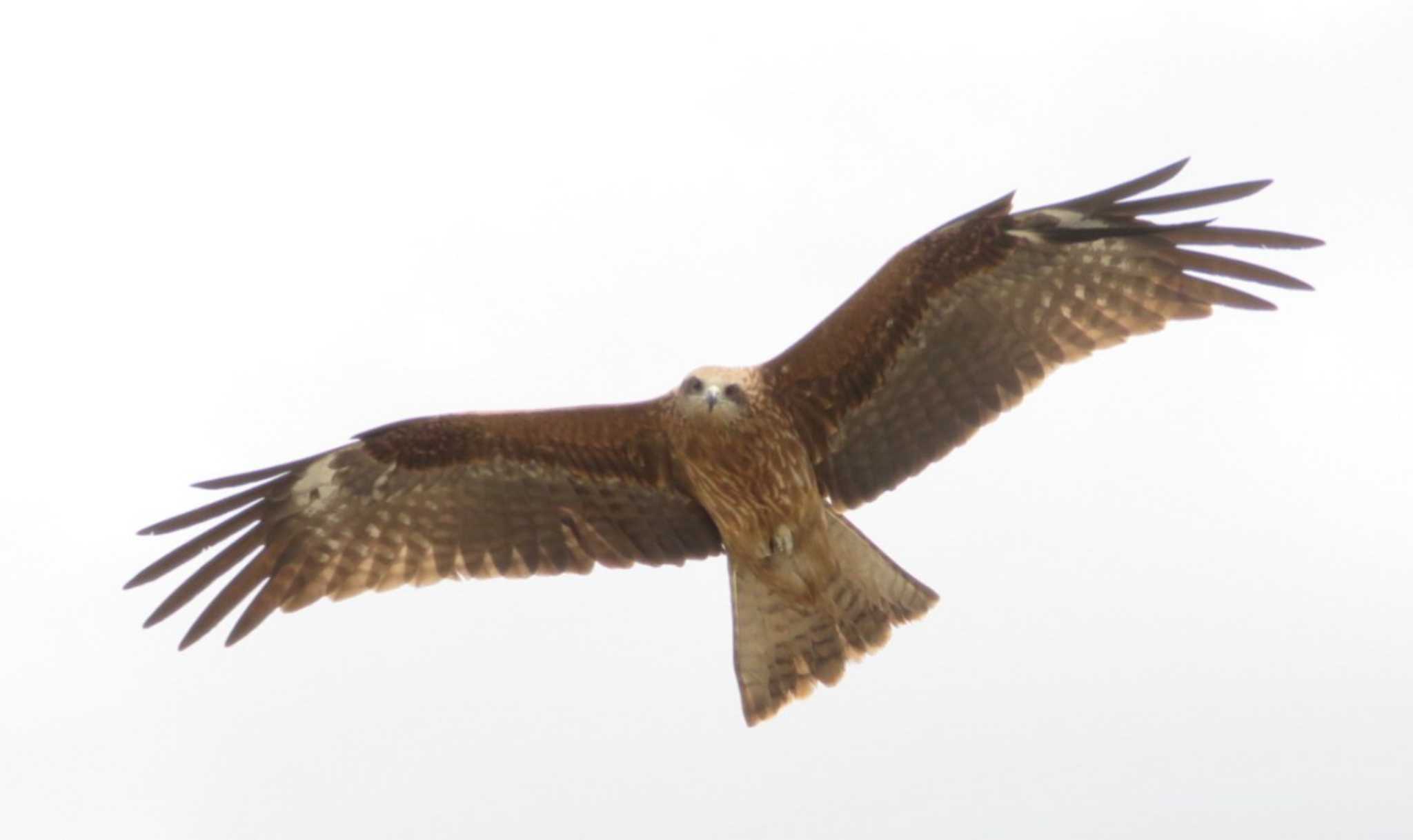 Photo of Black Kite at 神奈川県 by もー