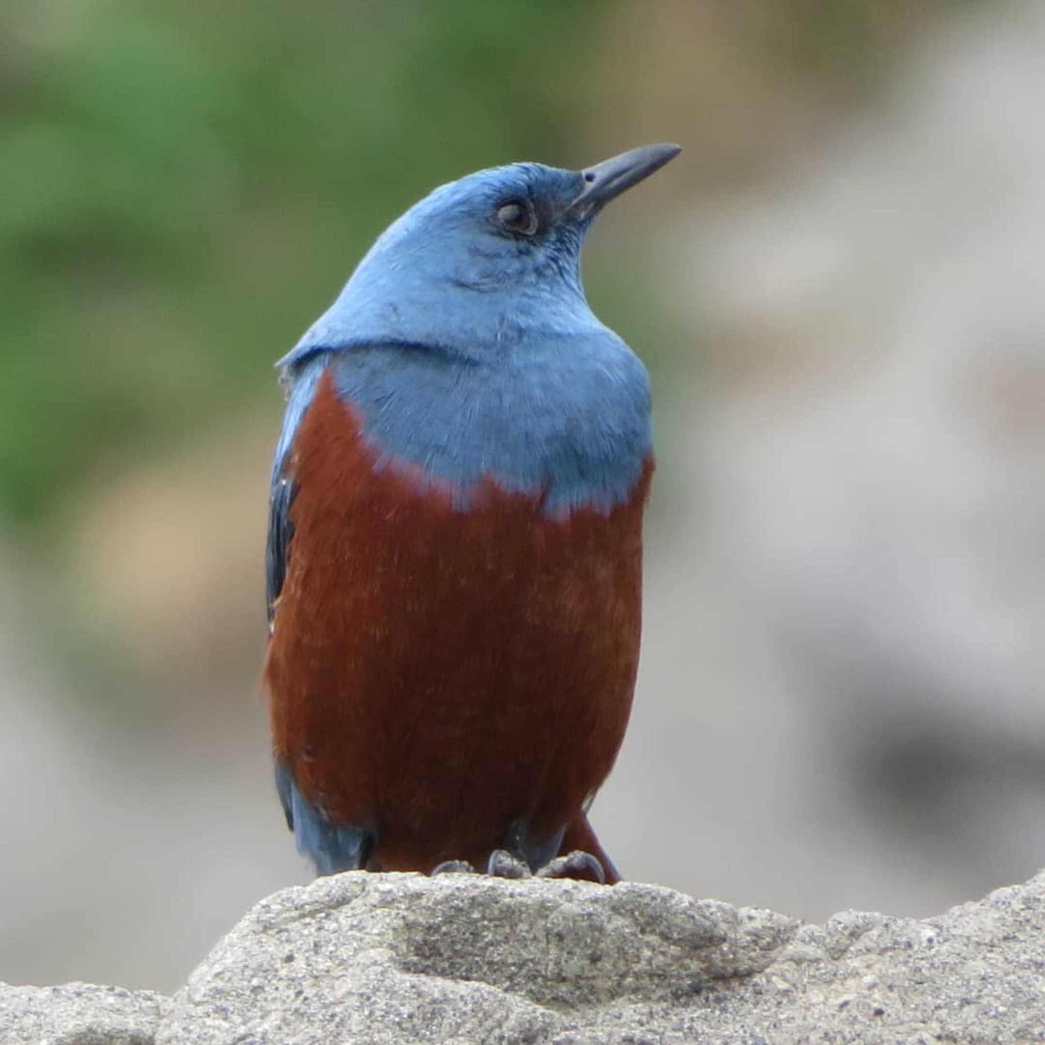 Blue Rock Thrush