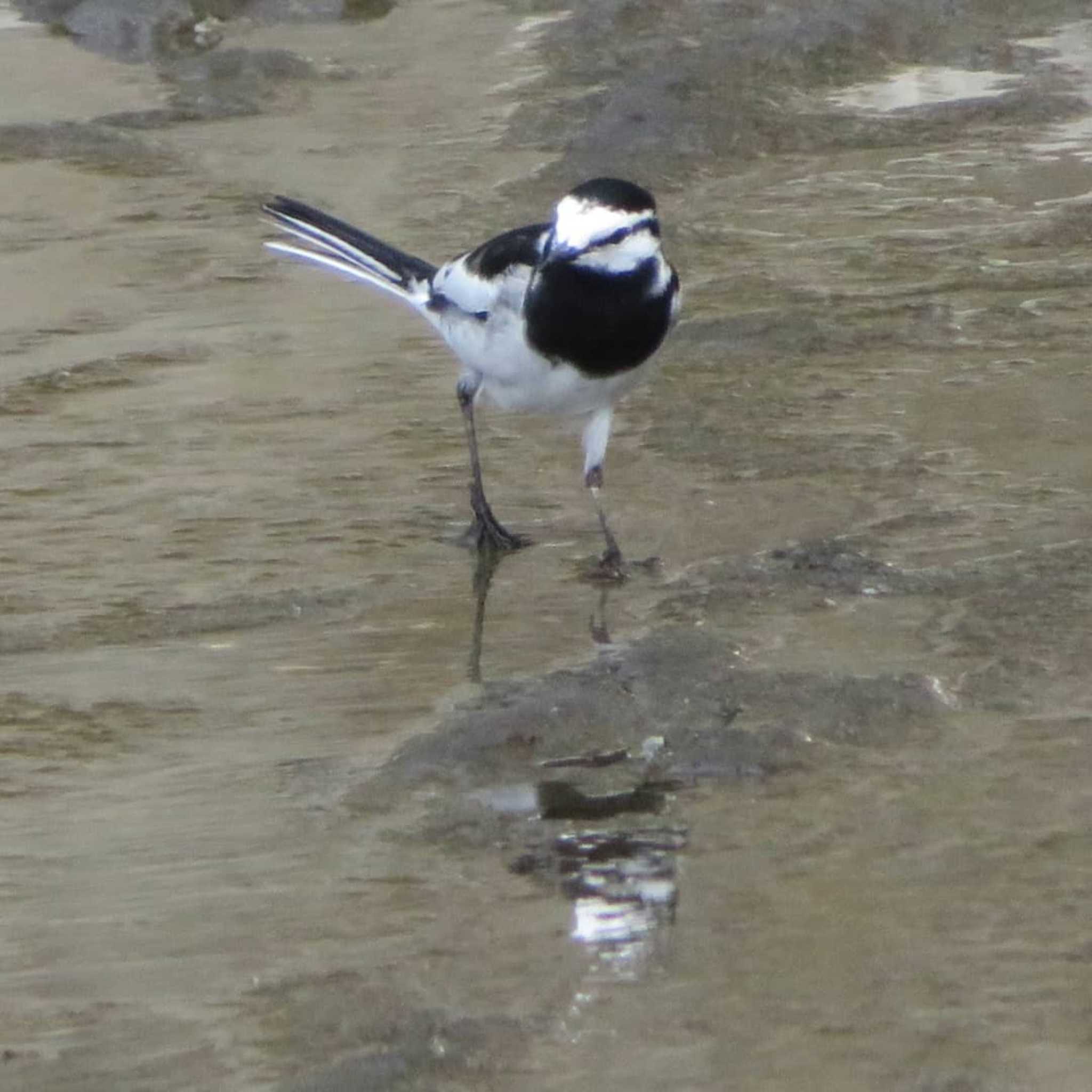 Photo of White Wagtail at 神奈川県 by もー