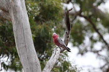 モモイロインコ You Yang Regional Park 2017年2月5日(日)