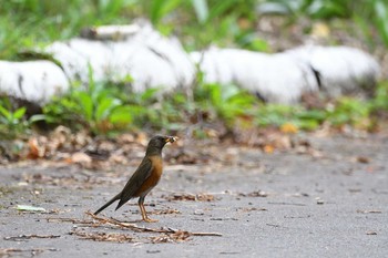 Brown-headed Thrush 長野県 Sun, 8/9/2020