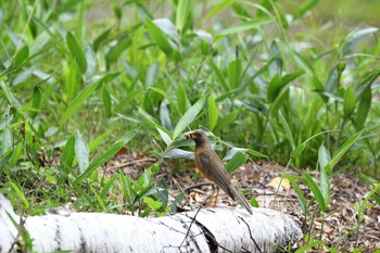 Brown-headed Thrush 長野県 Sun, 8/9/2020