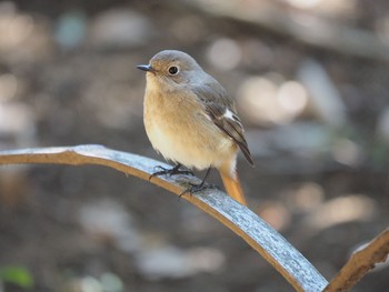 Daurian Redstart Meiji Jingu(Meiji Shrine) Tue, 2/14/2017